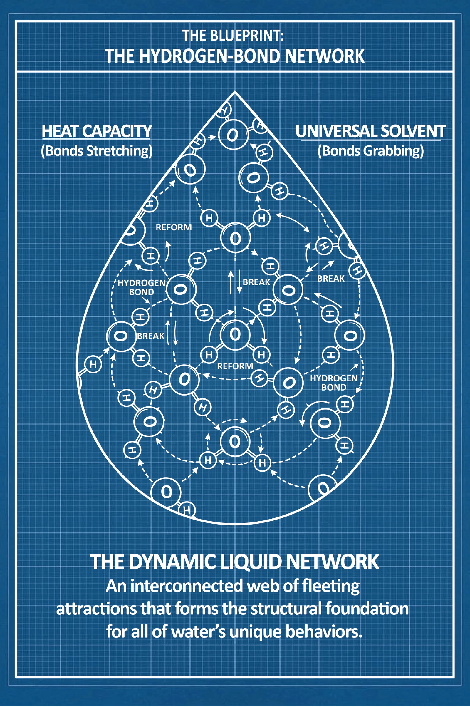 A full page blueprint plate drawing water as a droplet packed with molecules whose hydrogen bonds continually break and reform, named as the single structure behind both its heat capacity and its power as a solvent.