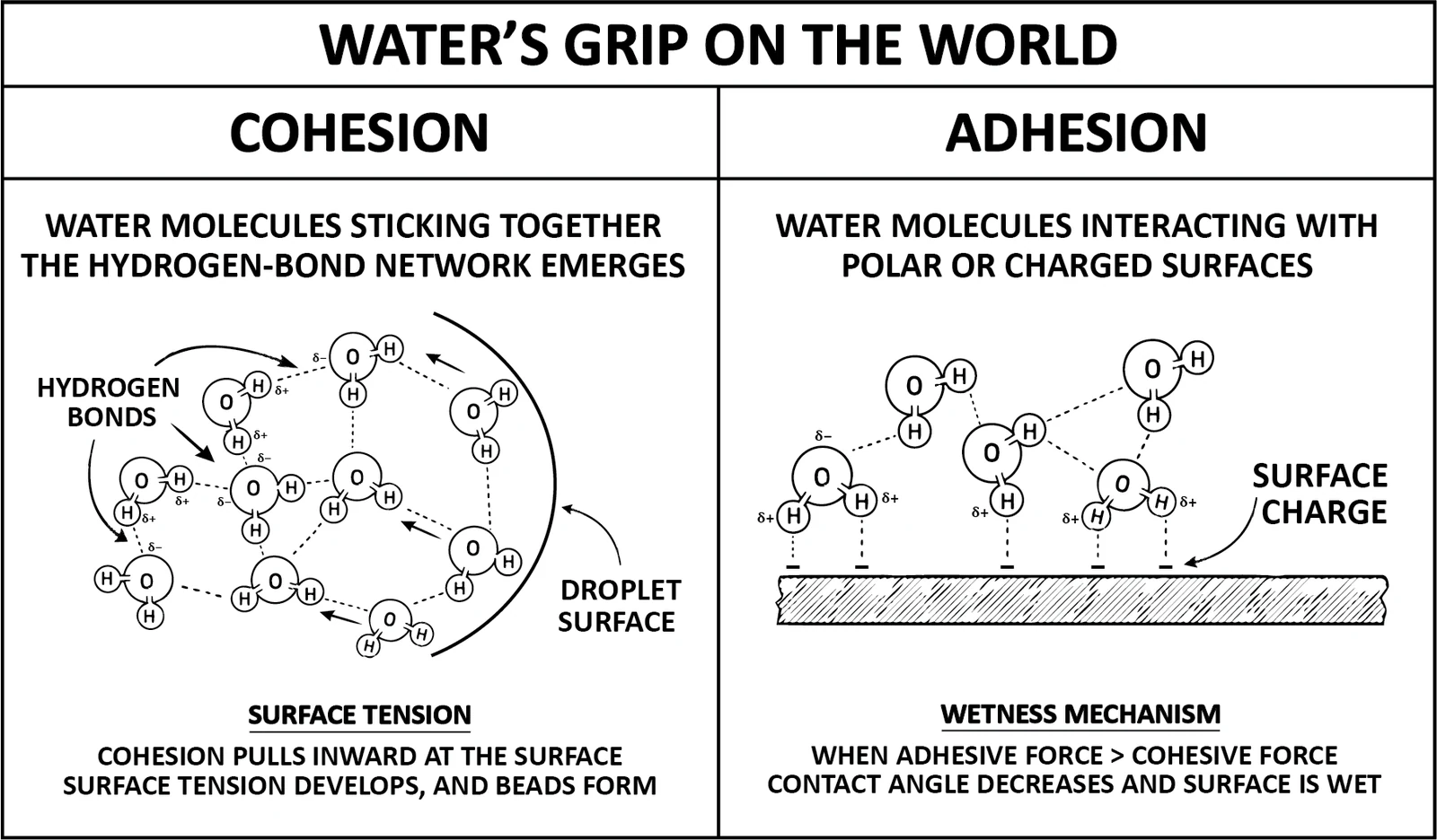 Cohesion drawn as water molecules hydrogen bonding to one another and pulling a droplet inward into surface tension, beside adhesion, where molecules bond instead to a charged surface and the droplet spreads and wets it.