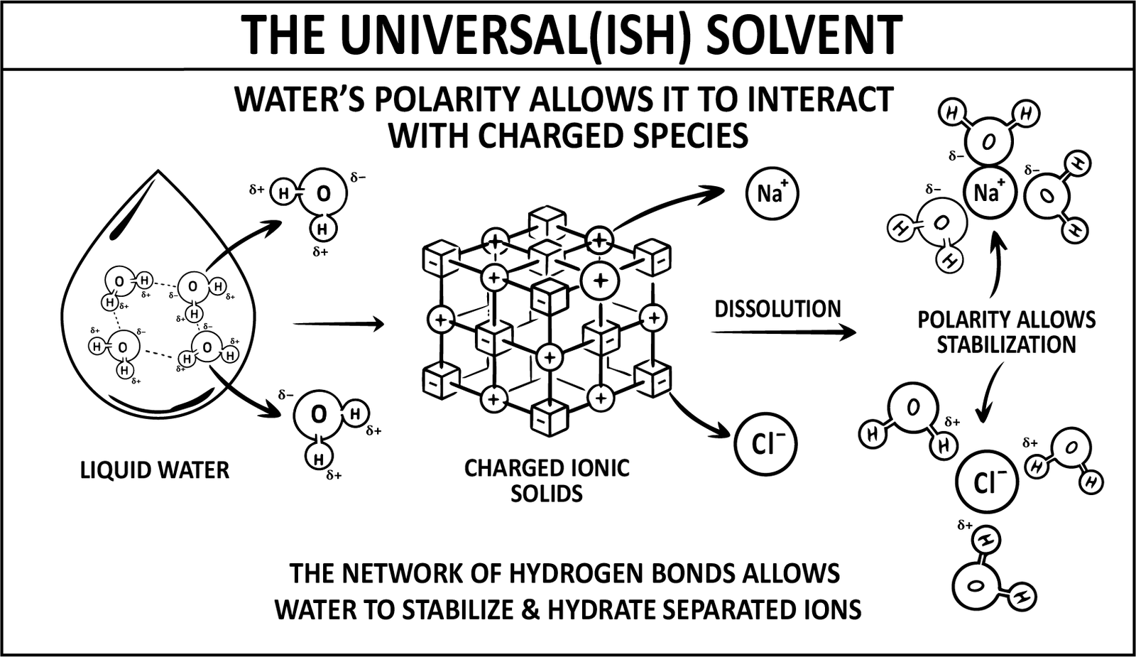 Polar water molecules prising a charged ionic solid apart, then closing around the freed sodium and chloride ions to hydrate and stabilise them in solution.