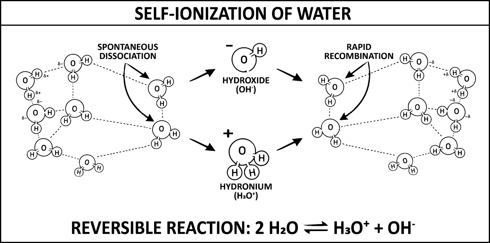 Water molecules spontaneously dissociating into hydroxide and hydronium and recombining just as fast, written underneath as the reversible reaction between two water molecules and the two ions.