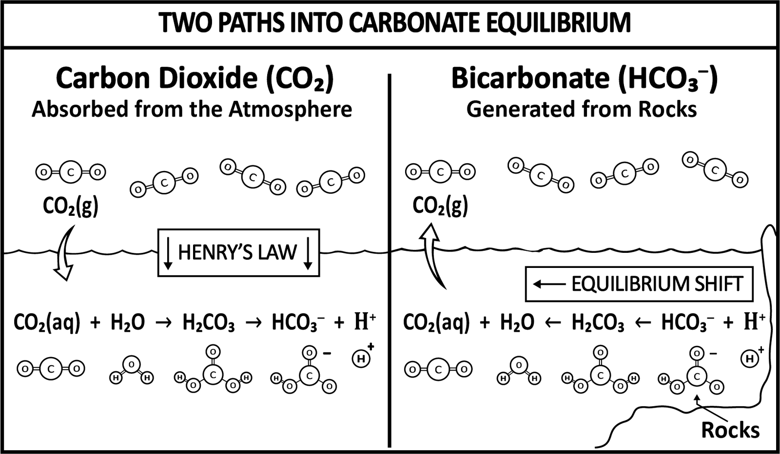 Carbon dioxide absorbed from the atmosphere under Henry's law driving the equilibrium one way, beside bicarbonate generated from rocks driving it the other, both landing in the same carbonate chain.
